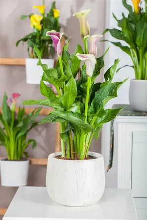 Zantedeschia 'Picasso' (purple/creme) - flower bulb 24/26 - image 4