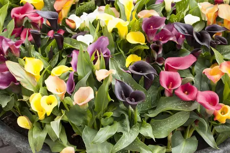 Zantedeschia 'Red Sox' - flower bulb 24/26 - image 1