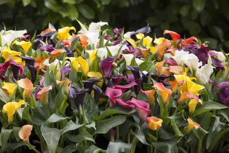 Zantedeschia 'Red Sox' - flower bulb 24/26 - image 2