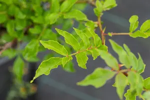 Zanthoxylum piperitum - 40-50 CM C3.5 - image 2
