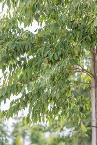 Zelkova serrata - MULTISTEM 200-250 CM C45 - image 4