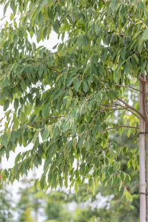 Zelkova serrata - 200-250 CM C5 WHIP - image 3