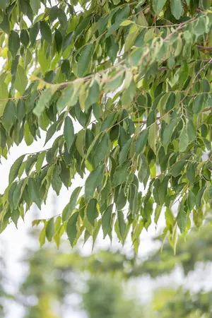 Zelkova serrata - 200-250 CM C5 WHIP - image 4