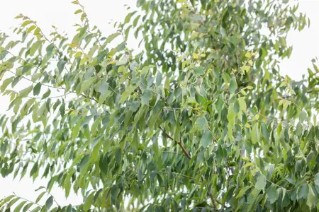 Zelkova serrata - MULTISTEM 200-250 CM C45 - image 2