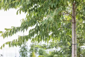 Zelkova serrata - MULTISTEM 250-300 CM RB - image 3