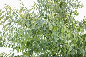 Zelkova serrata - 60-80 CM P9 - image 2