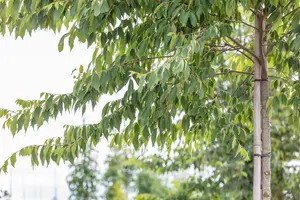 Zelkova serrata - 100-125 CM C15 - image 3