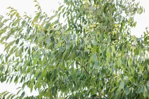 Zelkova serrata - 175-200 CM C80 - image 1