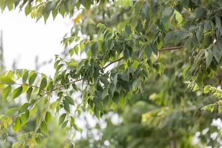 Zelkova serrata - 175-200 CM C80 - image 5