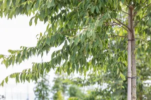 Zelkova serrata - 200-250 CM C5 WHIP - image 2