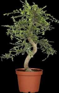 Zelkova serrata