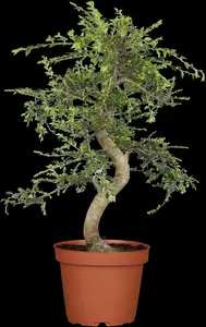 Zelkova serrata - 60-80 CM P9 - image 1