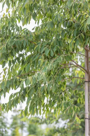 Zelkova serrata 'Sartori' - STDS 12-14 CM CONT - image 4