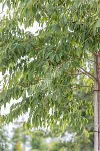 Zelkova serrata 'Sartori' - STDS 12-14 CM CONT - image 4