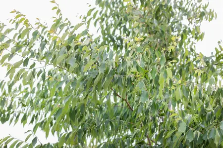Zelkova serrata 'Sartori' - STDS 12-14 CM CONT - image 2