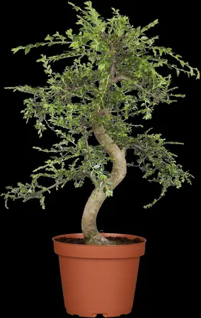 Zelkova serrata 'Sartori' - STDS 12-14 CM CONT - image 1