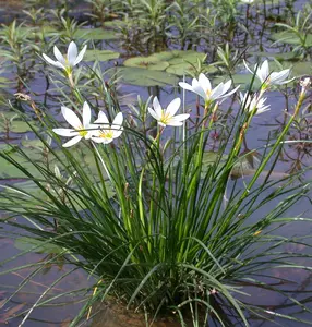 Zephyranthes candida