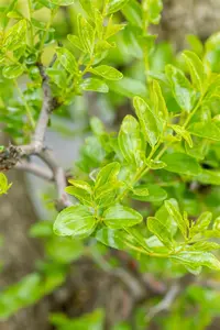 Ziziphus jujuba - STD 10-12 CM CONT    - image 2