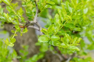 Ziziphus jujuba