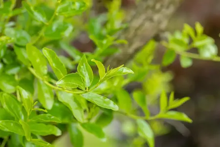 Ziziphus jujuba - 50-60 CM C2 - image 3