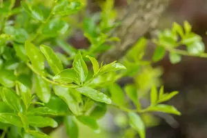 Ziziphus jujuba - 50-60 CM C2 - image 3